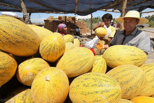 农行新疆分行6亿元贷款助力新疆林果产品购销